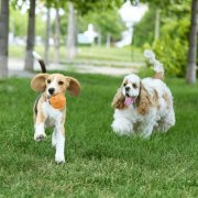 宠物用品咨询与推荐