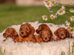 紧急救护与疾病处理